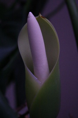 Philodendron Blüte a.jpg