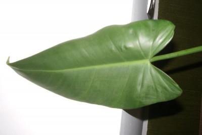 Philodendron Blatt.jpg