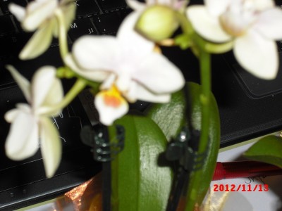 phal mini.jpg