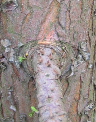 Mammutbaum-Stamm.jpg