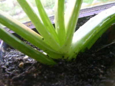 aloe vera 003.JPG