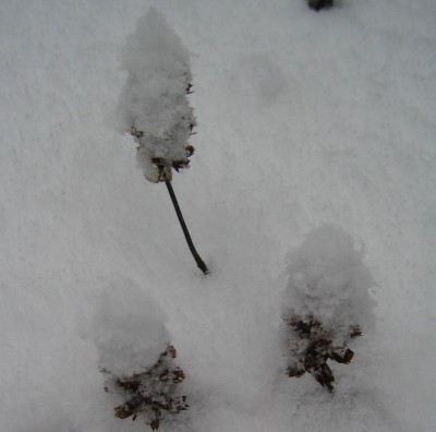 Zuckerwatten-Unkraut.jpg