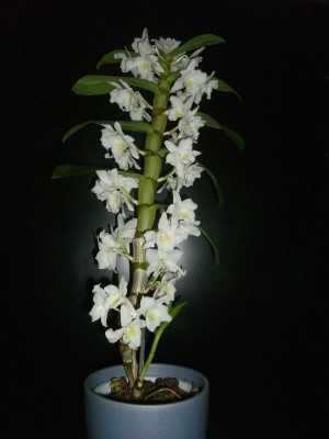 Dendrobium nobile am 03.12.2012.jpg