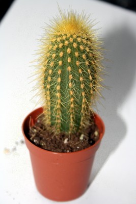 kaktus.JPG