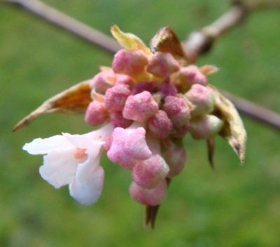 Viburnum farreri - Faschings- oder Winterschneeball.jpg