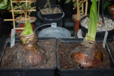 Amaryllis2012 023yy.jpg