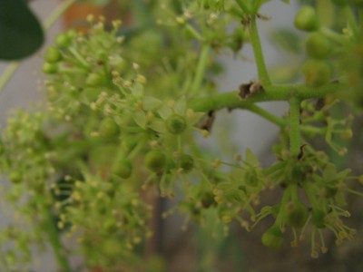 Schefflera arboricola variegata Blüte.jpg