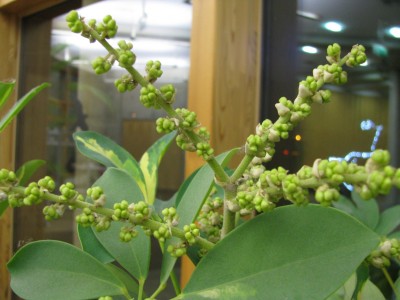 Schefflera arboricola variegata Knospen.jpg