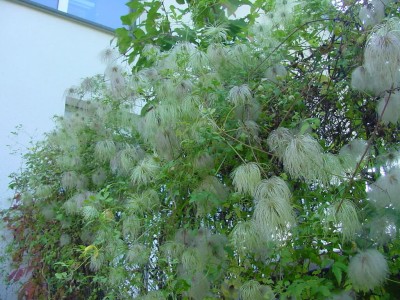 clematis 0907.jpg