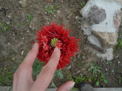 Mohn (1).JPG