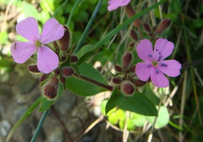 Saponaria ocymoides Seifenkraut.jpg