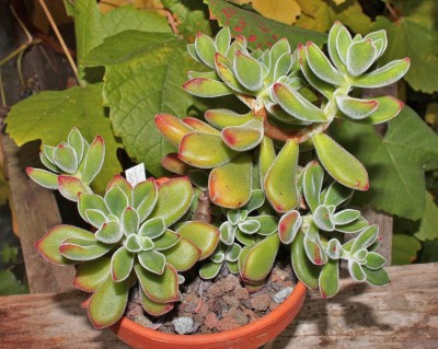 Echeveria pulvinata ´Ruby´ 2010-140 (2a).jpg