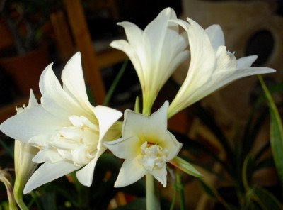 Amaryllis2012 061yy.jpg