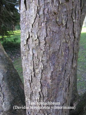 Taschentuchbaum (2).jpg
