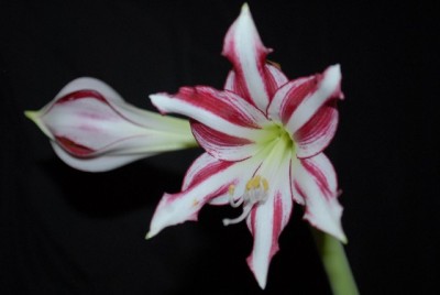 Amaryllis2012 167yy.jpg