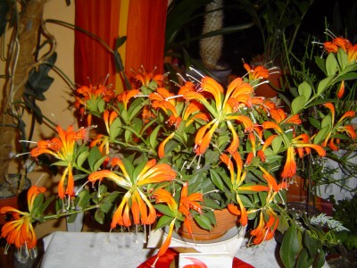 Schamblume 006.jpg