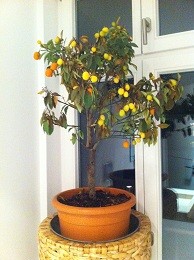 Kumquats 1.jpg