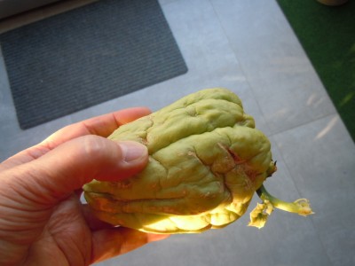 chayote1.JPG