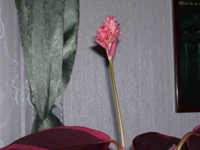 Stromanthe sanguinea triostar (8).jpg