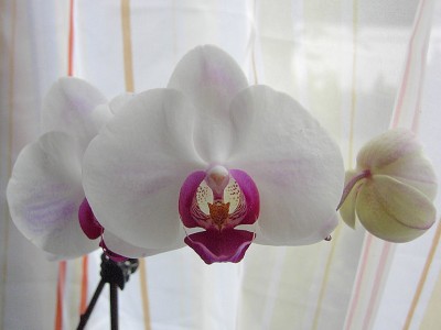 Orchidee2.2 - Phalaenopsis.JPG