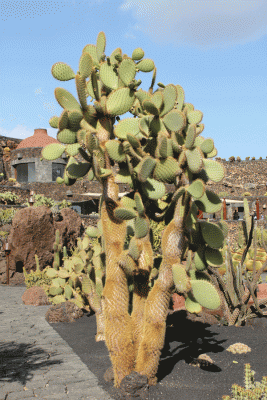 Kaktus-in-Guatiza.gif