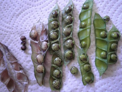 pigeon peas.jpg