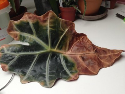 Alocasia (k).JPG