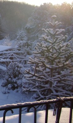 Araucaria araucana im Winter (476x800).jpg