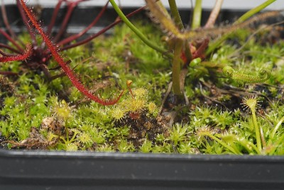 dsc_9710_Drosera-Mix.jpg