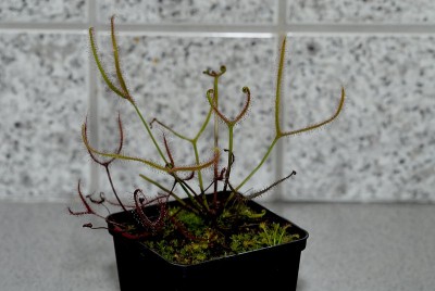 dsc_9709_Drosera-Mix.jpg