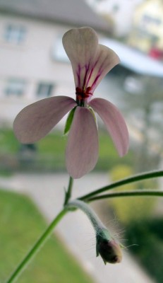 Pelargonium2.jpg