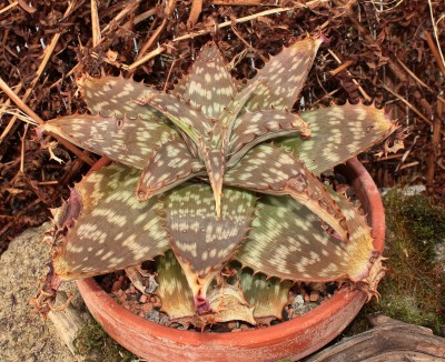 Aloe branddraaiensis 1995-20 (1a).jpg