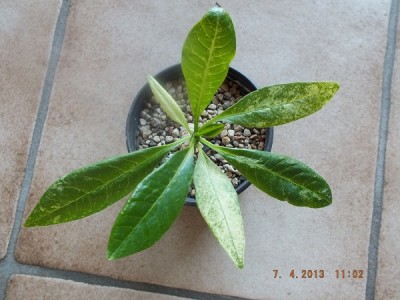 Plumeria 011 Bild 1.jpg