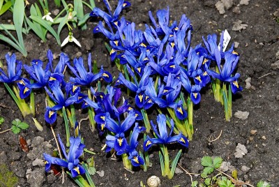 dsc_9728_Iris_reticulata.jpg