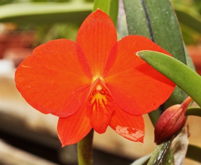 Cattleya coccinea (1).jpg