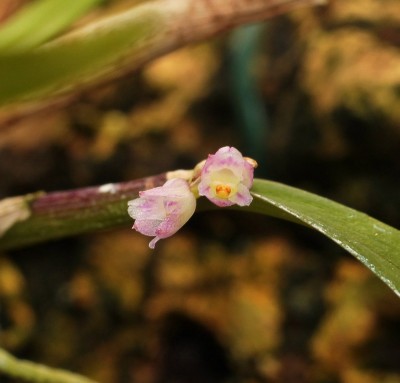 Scaphyglottis (1).jpg