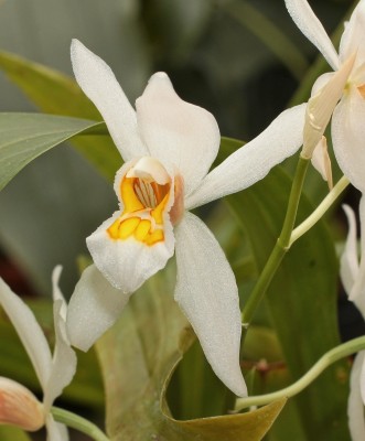 Coelogyne nitida (1).jpg