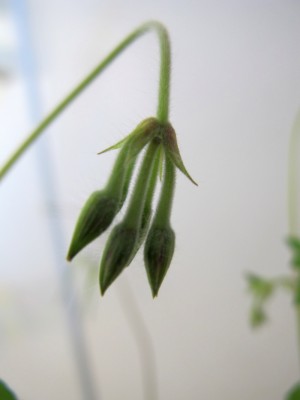 Pelargonium_Knospe.jpg