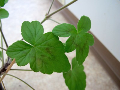 Pelargonium_spätere Laubblätter.jpg