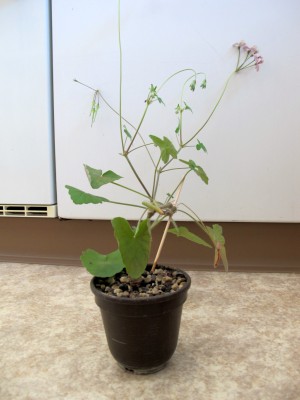 Pelargonium_Gesamtansicht.jpg