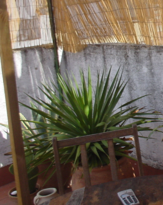 Dracaena Draco.png