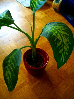 Dieffenbachia.JPG