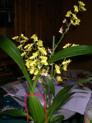 Orchideen 001-1.jpg