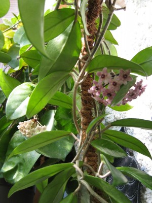 Hoya carnosa variegata picta 14.06.2006 - 2_cut.jpg