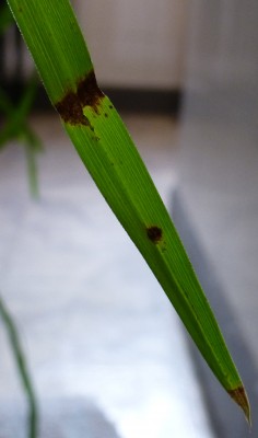 Cyperus1.jpg