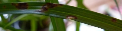 Cyperus2.jpg