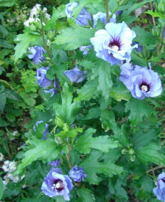 Roseneibisch Hibiscus syriacus  Blue Bird4.JPG