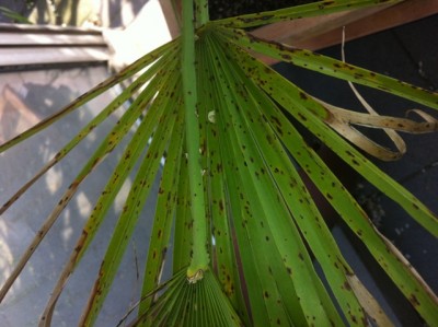 Chamaerops humilis schwarze flecken blatt.JPG