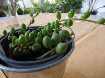 Senecio herreanus (Hängendes Kreuzkraut).jpg