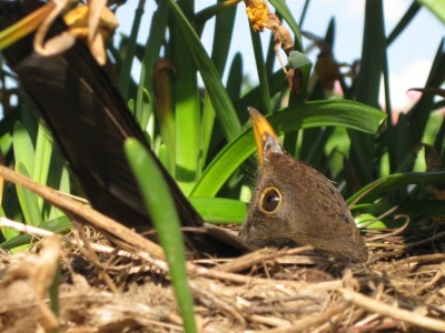 Amsel_8688.jpg